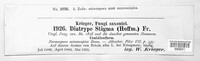 Diatrype stigma image